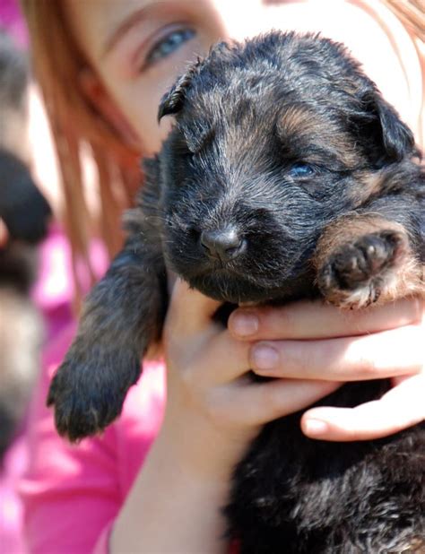 King german shepherd long coats 50% german shepherd 50% great pyrenees. 2 week old long coat German Shepherd puppy at Grunwald ...