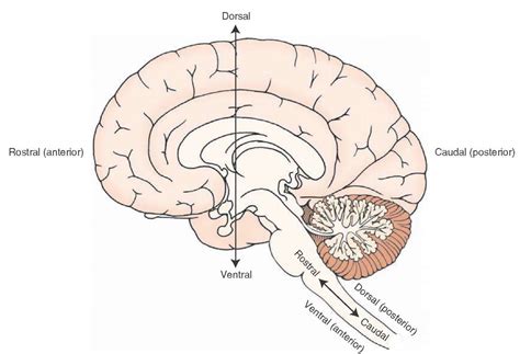 Brain Anterior View