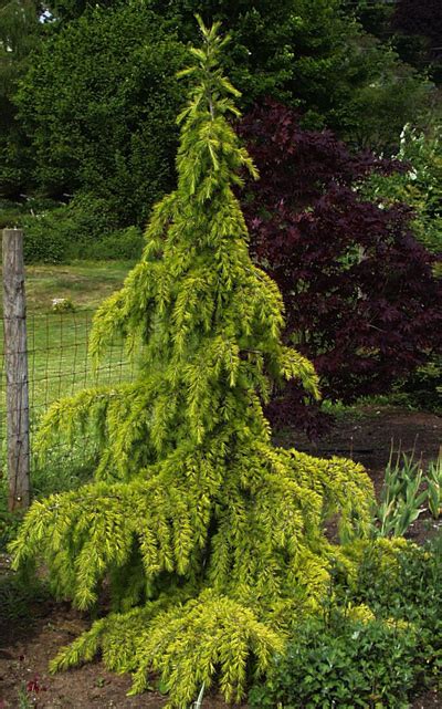 Cedrus Deodara Aurea Golden Deodar Cedar Evergreen Landscape