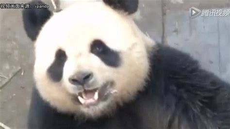 Chinese Panda Lu Lu Shoots To Fame For Record Breaking Sex Session At