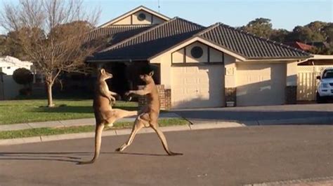 Kangaroos Get Into Boxing Match On Quiet Australian Street Video Australia News The