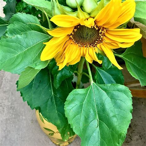 Sunspot Dwarf Sunflower