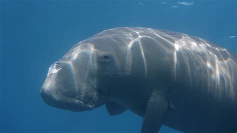 Dugong And Seagrass Conservation On The Agenda For Pacific Island Range