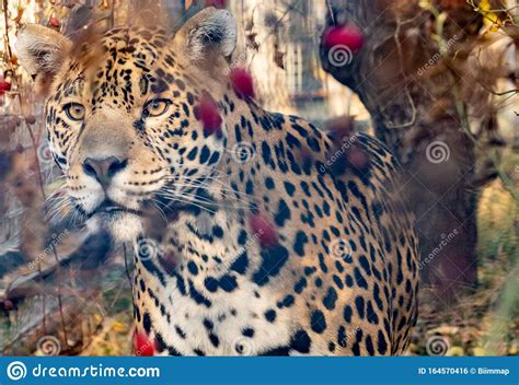 A Jaguar Prowling Through The Undergrowthclose Up Stock Photo Image