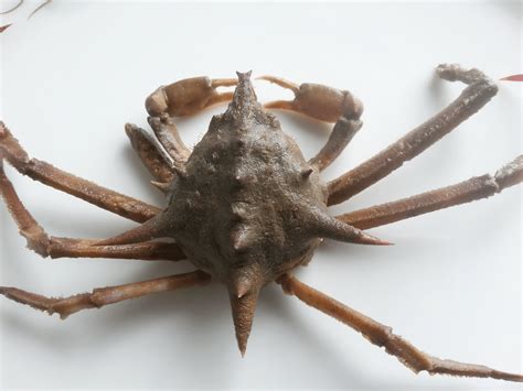 Can Anyone Help Me To Identify This Crab Species Of Genus Doclea