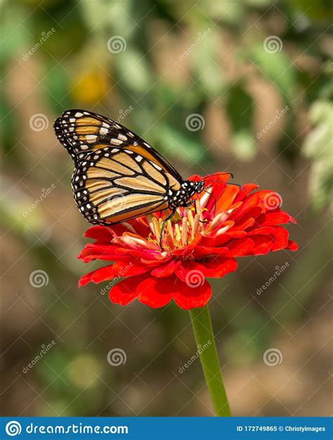 Attractive Monarch Butterfly Sitting On A Bright Red Flower In A Garden