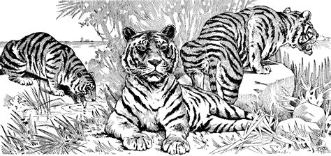 Tiger Coloring Pages For Free