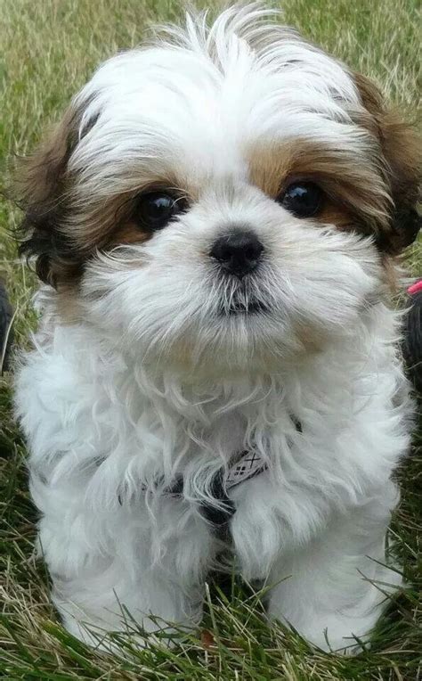 Best Picture Ideas About Shih Tzu Puppies Oldest Dog