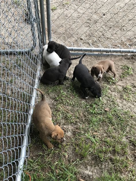 Largest pit bull puppies for sale producing the best xl pitbull puppies for sale on earth period. American Pit Bull Terrier Puppies For Sale | Lumberton, NC ...