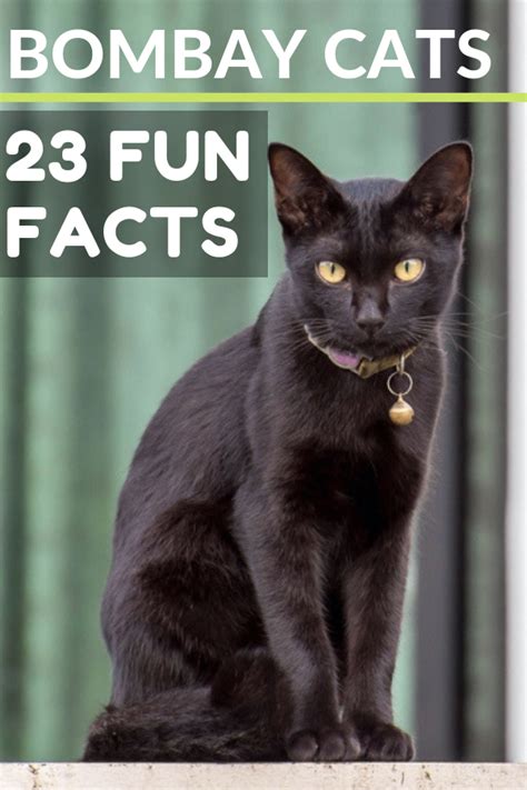 Lets Have A Close Look At Bombay Cats Personality And Other Fun Facts
