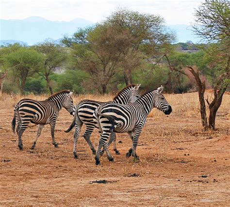 Zebra In Africa Safari Tarangiri Ngorongoro Stock Photo Image Of