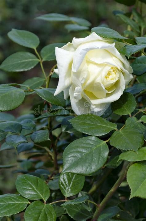Foto De Um Arbusto Rosa Com Cor Rosa Florescente Num Parque Natural Imagem De Stock Imagem De