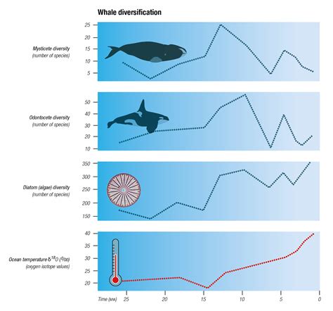 The Evolution Of Whales Blue Planet Society