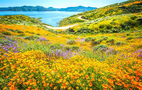 Anza Borrego Desert Spring Wildflowers Superbloom Fine Art Photography