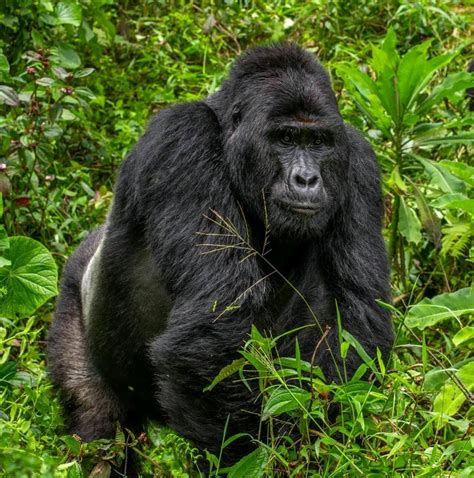 Ugandas Rare Silverback Mountain Gorilla Rafiki Killed By Poachers