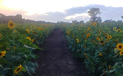 Sunflower Farms In Maryland Best Flower Site