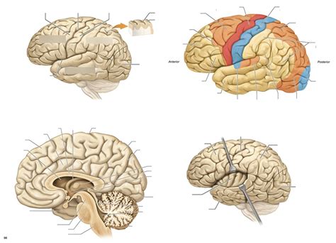 Brain Cerebrum Diagram Quizlet