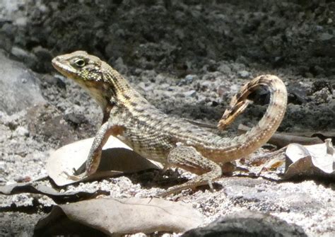 Why Do Curly Tail Lizard Population Boom In Florida