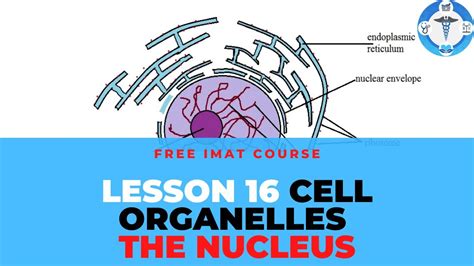 Do Human Cheek Cells Have A Nucleus Observing Human Cells Biology