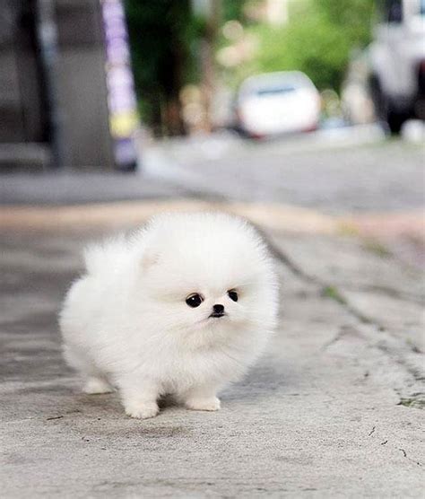 Here Are The 16 Fluffiest Animals On The Planet Theyre