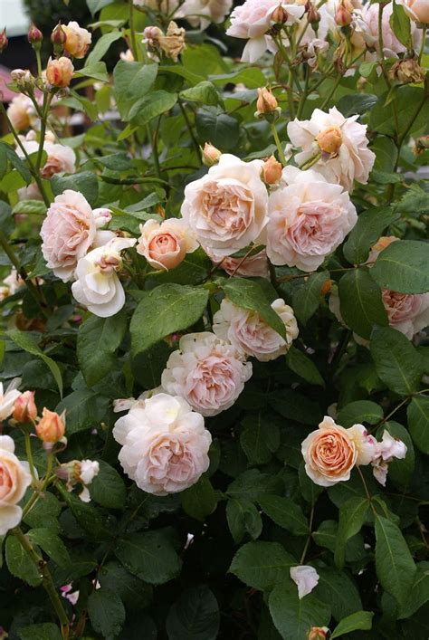 Sweet Juliet English Rose English Roses David Austin Roses Rose