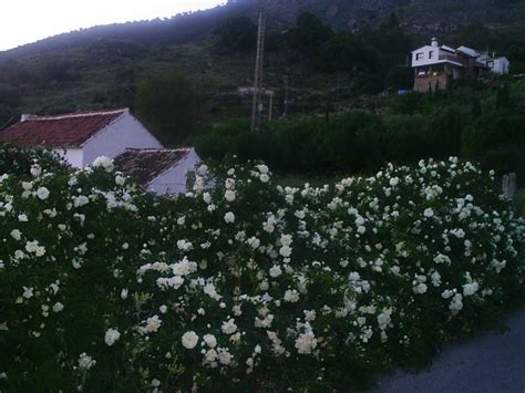 Check spelling or type a new query. Rosal de flor blanca en verano quiero plantar: ¿qué variedad?