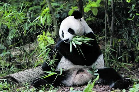 Giant Panda No More In Chinas Endangered Species List Prag News