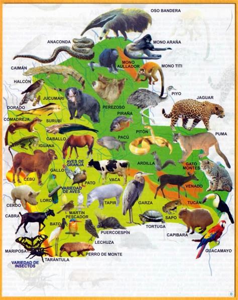 Mapa Fauna Del Departamento De Santa Cruz Mapas De Bolivia Fauna