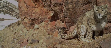 Tackling Illegal Trade And Poaching Of Snow Leopards Snow Leopard Trust