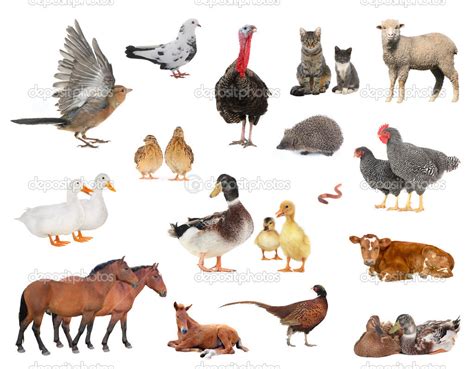 Domestic Animals And Birds — Stock Photo © Bazil 51517275