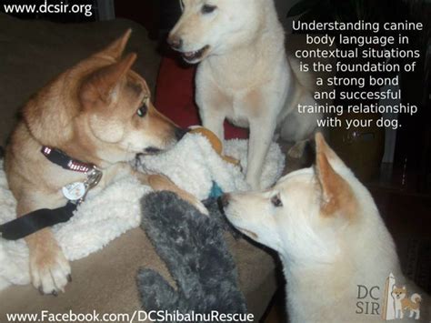 Dog Body Language Dc Shiba Inu Rescue
