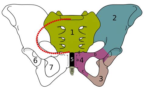 Fileskeletal Pelvis Pubispng Wikem