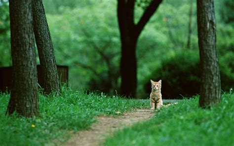 Cat Animals Nature Feline Park Green Trees Grass Wallpapers Hd