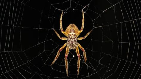 The Pros And Cons Of Keeping Spiders As Pets Did You Know Pets