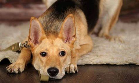 Диета мочекаменная болезнь оксалаты Мочекаменная болезнь у собак: симптомы и лечение, операция по удалению Мочекаменная болезнь у собак: симптомы и лечение, операция по удалению Диета мочекаменная болезнь оксалаты