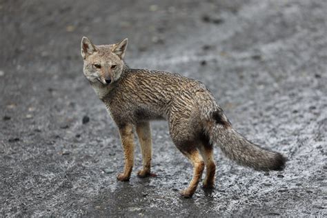 South American Gray Fox Lycalopex Griseus Zoochat