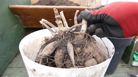 Planting Up My Dahlia Tubers 2020 Youtube