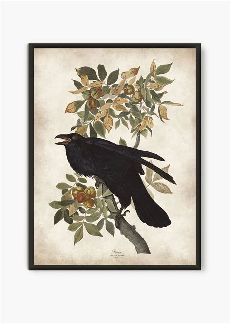 Raven Vintage Bird Illustration Audubon Birds Of America Plates