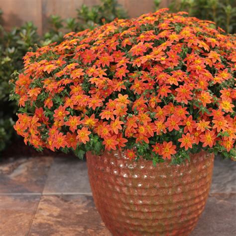 Camilla Clem Orange Flowering Plants For Pots 1 Place One On A