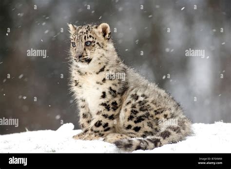Snow Leopard Cub In The Snow Stock Photo Alamy