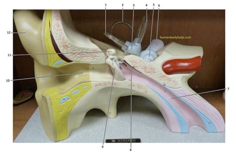 Ear Model Human Body Help