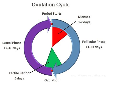 will i get pregnant on the last day of my ovulation ~ how the lady will pregnant