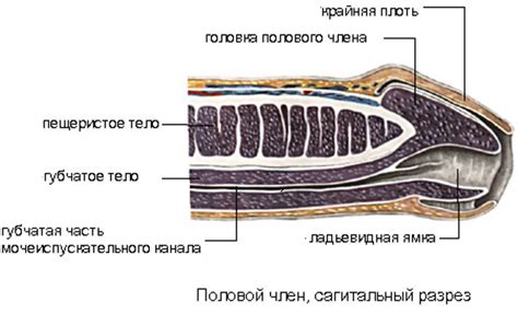 Строение полового члена анатомия мужского органа головка сосуды и