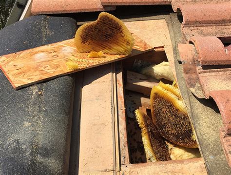Does My Wall Or Roof Need To Be Opened In Order To Remove A Beehive Bee Best Bee Removal