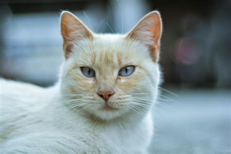 Closeup White And Orange Cat · Free Stock Photo