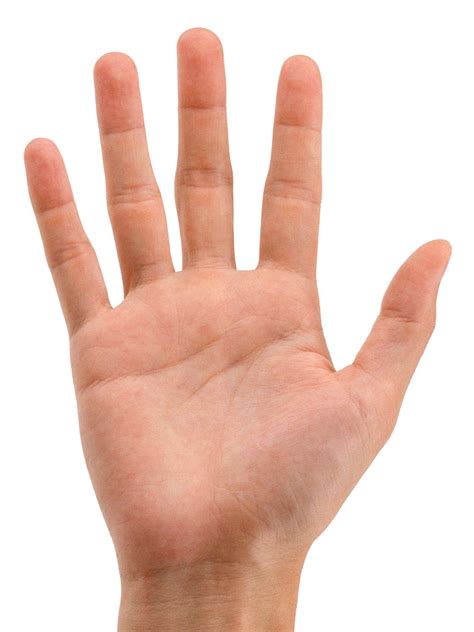 Hands Png Hand Image Free Transparent Image Download Size 1116x1488px