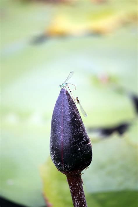 2 Dragonfly Mating On The Lotus Bud Free Stock Photo - Public Domain