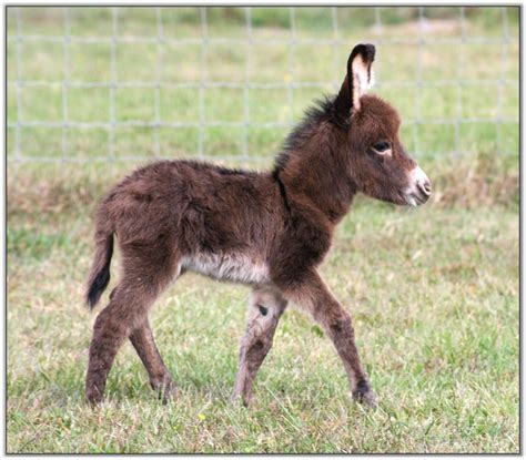 Our Newborns Miniature Donkey Babies Born In 2013 At Haa Miniature