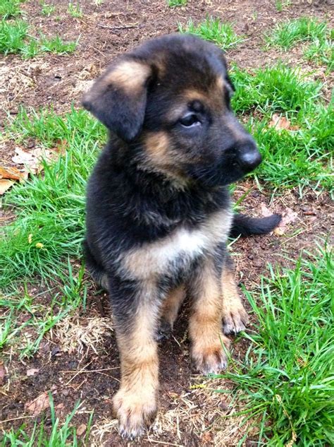 German Shepherd Puppy Titan