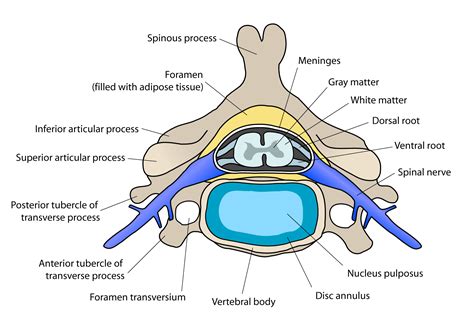 Spinal Nerve Wikidoc